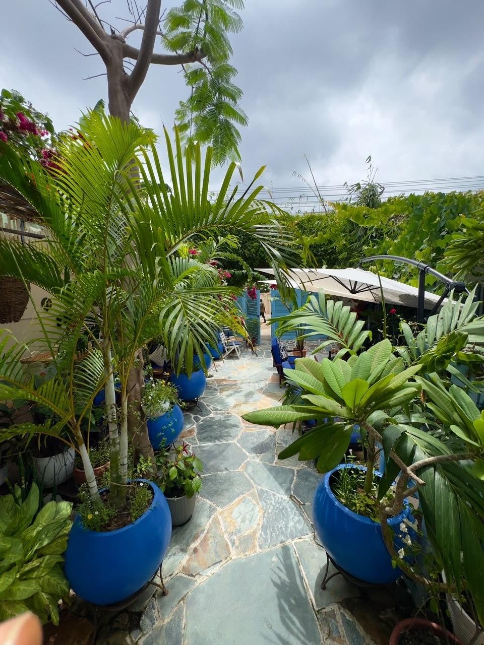 The flagstone garden path lined with palms and blue pots